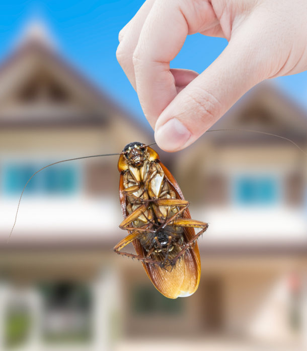 Termite Pests, Bed Bugs, Crawl Space Encapsulation