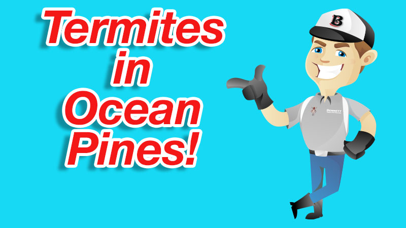 Termites Ocean Pines Maryland