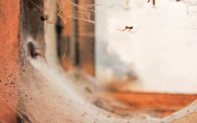 Signs of a Spider Infestation