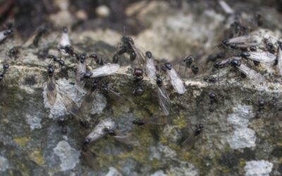 Swarming Season: Ant Swarmers vs. Termite Swarmers