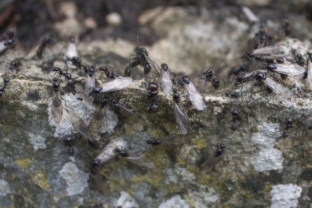 Swarming Season: Ant Swarmers vs. Termite Swarmers