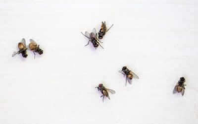 What Causes Fly Infestation and What To Do About It