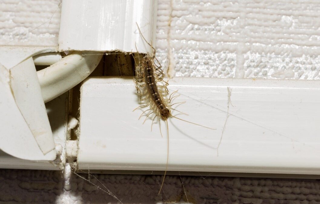 house centipede