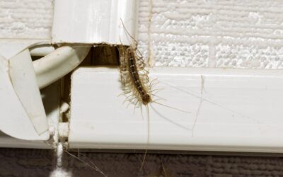 What You Need To Know About House Centipedes