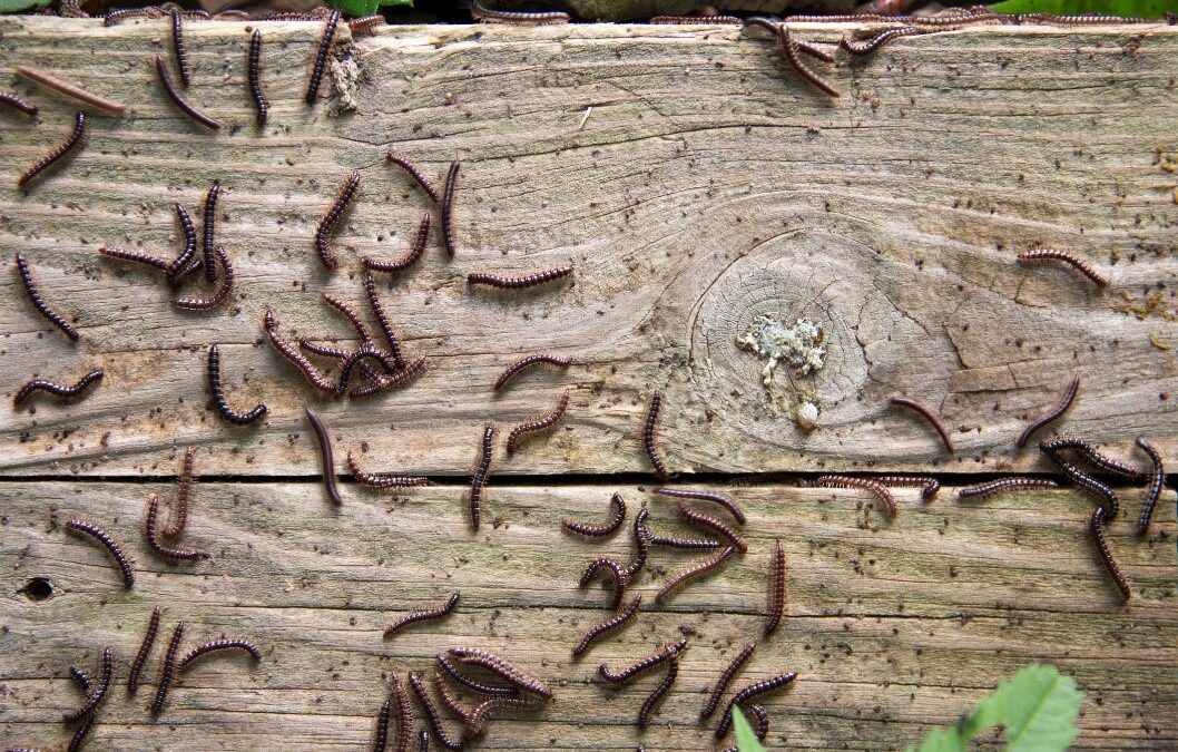 How To Control Millipedes in Your House