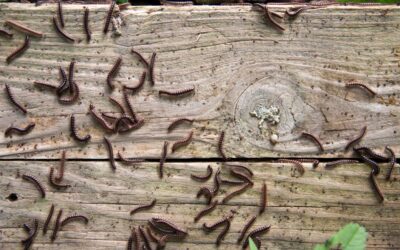 How To Control Millipedes in Your House