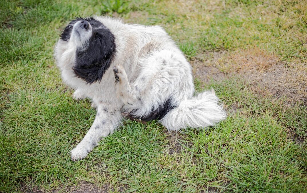 What Are the Signs of Flea Infestation