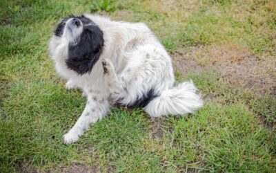 What Are the Signs of Flea Infestation?