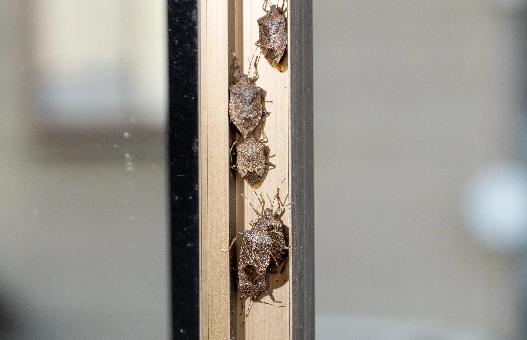 Stink bugs