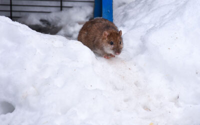 Winter Pest Control: A Critical Step in Protecting Your Home
