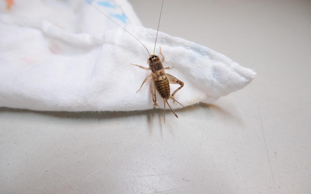 How to Eliminate Crickets and Prevent Future Infestations
