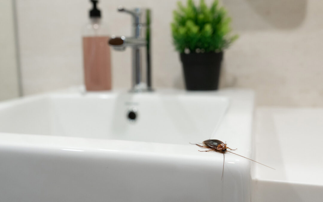Why Your Cockroach Problem Never Truly Ends