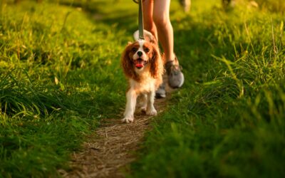Tick Prevention Tips for Pet Owners This Spring
