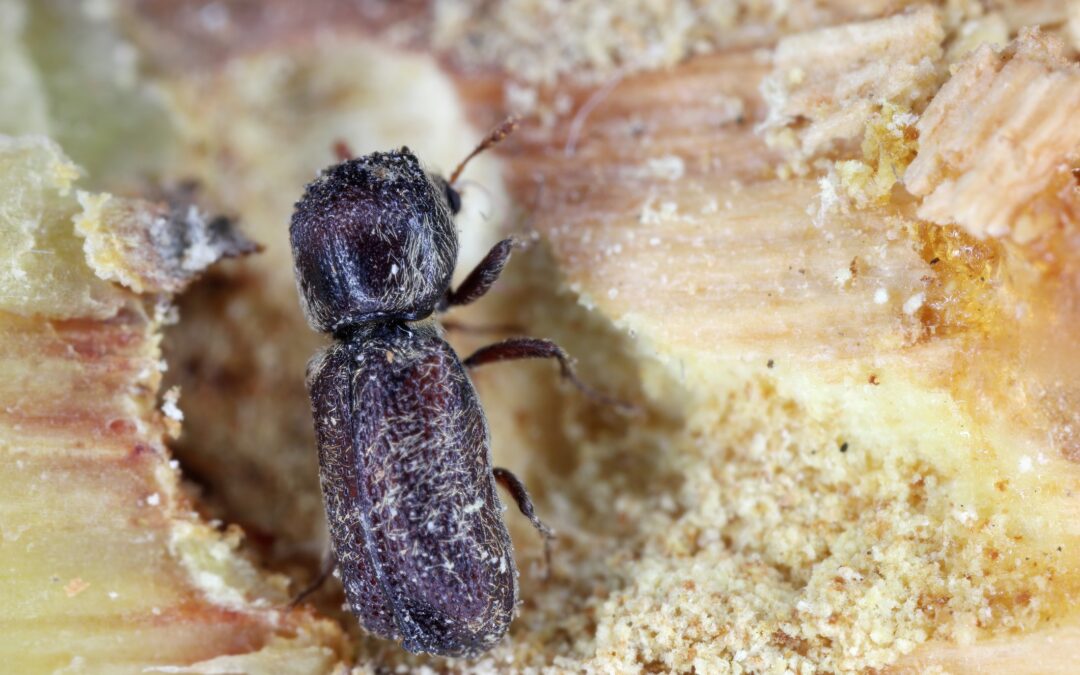 Signs You Need Powderpost Beetle Treatment Immediately