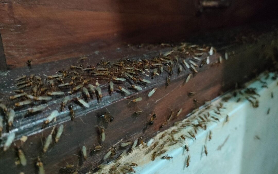 Is Your Home Ready for Termite Swarm Season?
