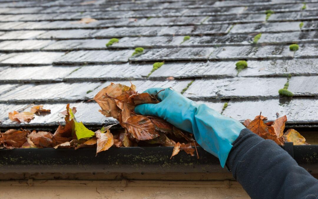 termite prevention