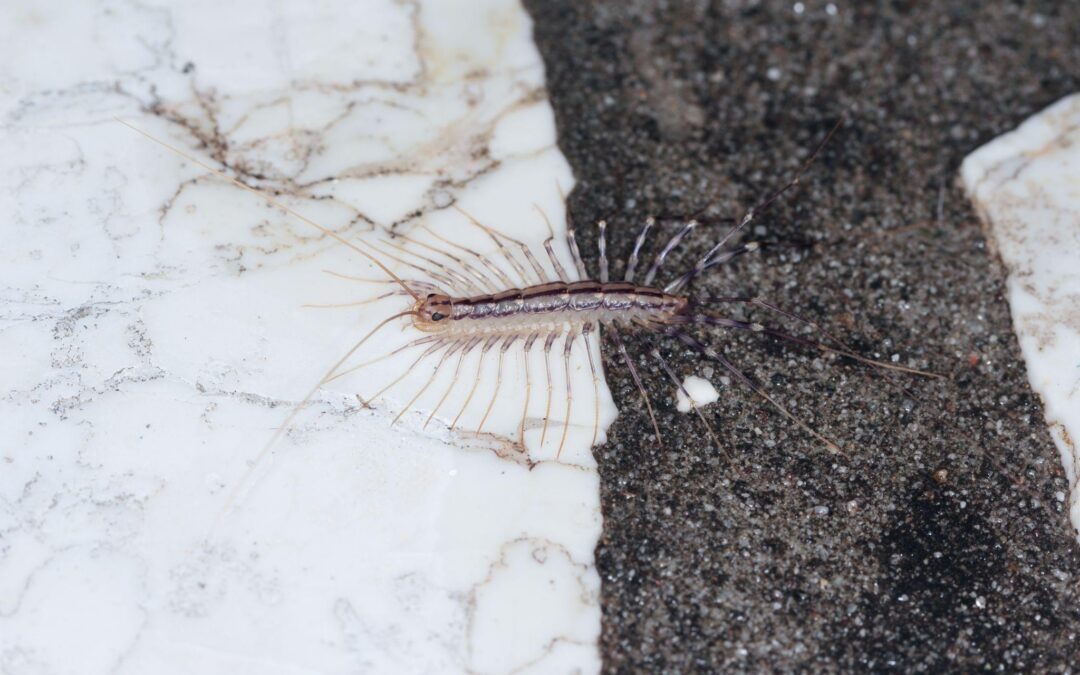 How To Prevent Centipedes in the House Effectively
